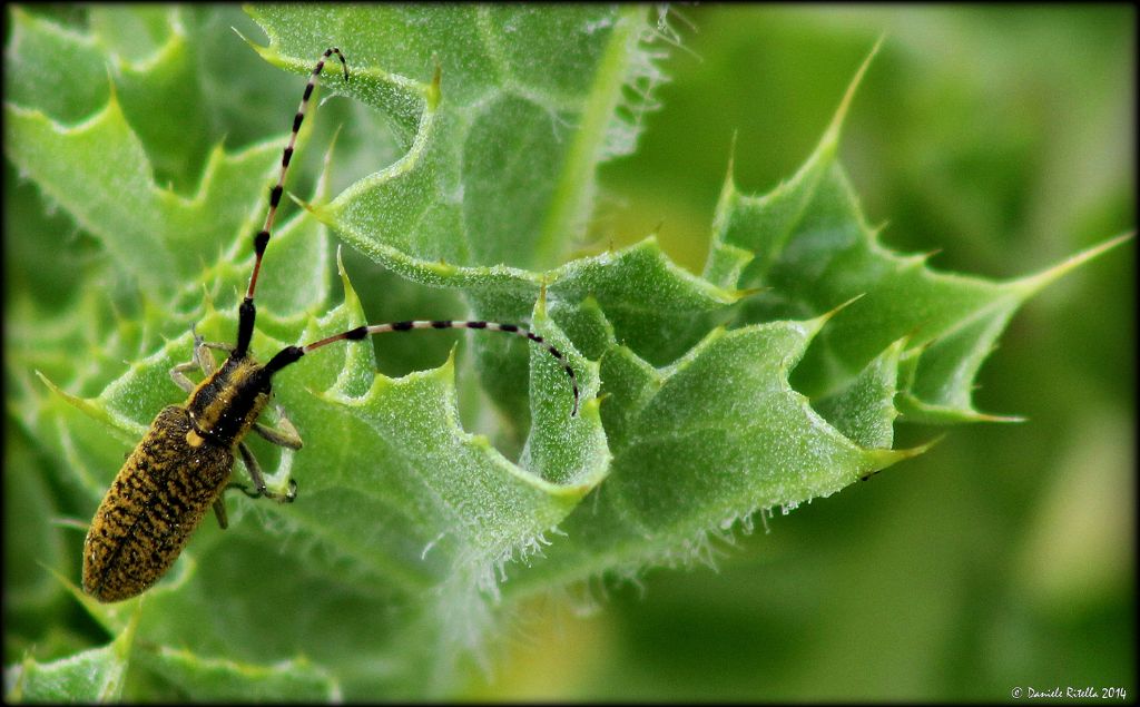 Cerambycidae:  Agapanthia sicula malmerendii?  S, femmina